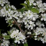 Kuckuck Auf Dem Sommerberg Incl Schwarzwald Plus-karte - 2 50qm * 바드윌드바드