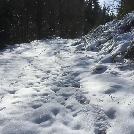 דירה Kuckuck Auf Dem Sommerberg Incl Schwarzwald Plus-karte - 2 50qm באד ווילבאד