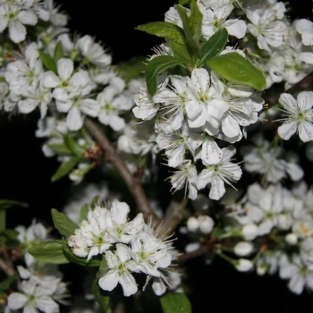 Kuckuck Auf Dem Sommerberg Incl Schwarzwald Plus-karte - 2 50qm * Bad Wildbad