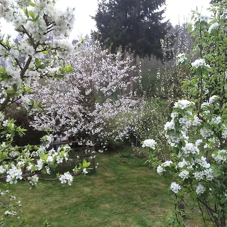 Kuckuck Auf Dem Sommerberg Incl Schwarzwald Plus-karte - 2 50qm Διαμέρισμα