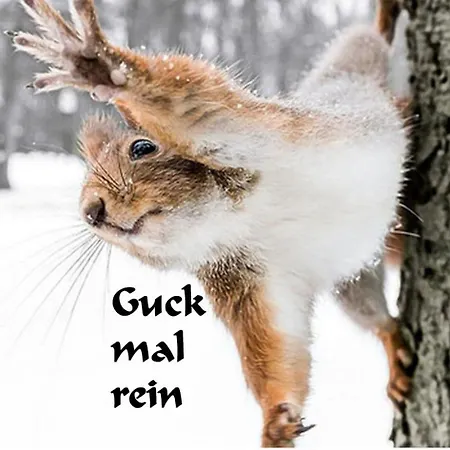 Kuckuck Auf Dem Sommerberg Incl Schwarzwald Plus-karte - 2 50qm Bad Wildbad