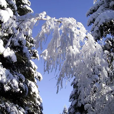 Kuckuck Auf Dem Sommerberg Incl Schwarzwald Plus-karte - 2 50qm Διαμέρισμα